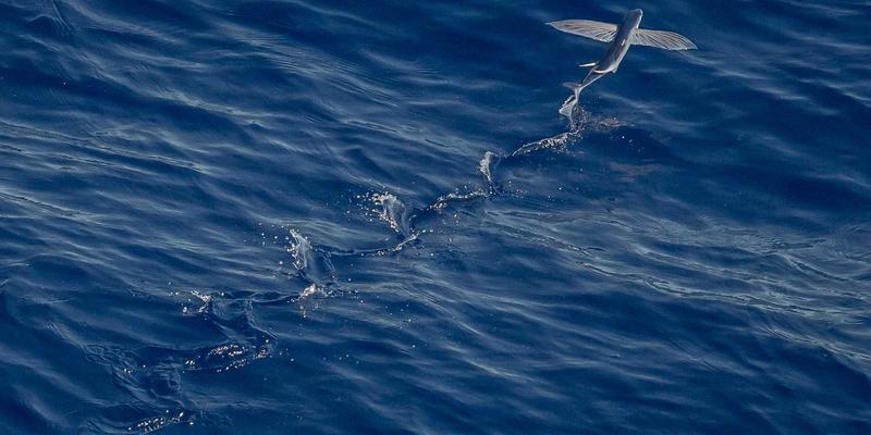 WSXDHL前景展望：数字化与全球化浪潮下的物流运输新纪元