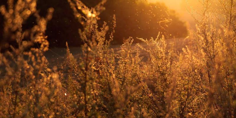 WSXDHL教程：掌握空运、陆运与供应链协同的关键策略