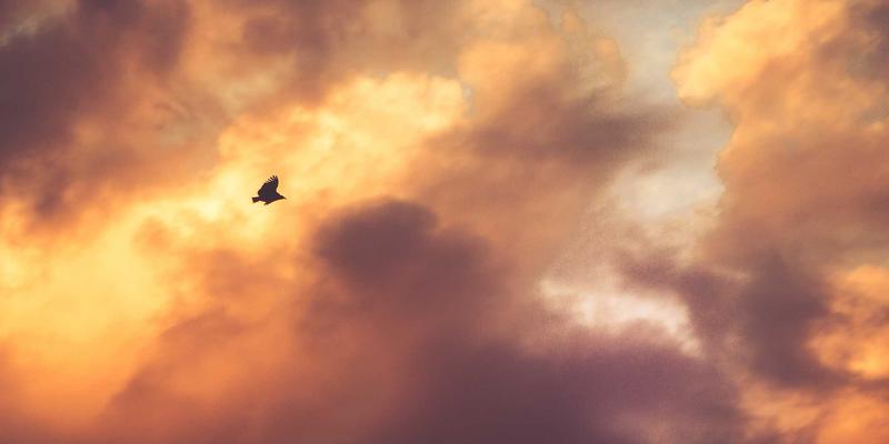 从农场到餐桌的信任链：WSXDHL如何通过快递、仓储与供应链重塑食品溯源体系